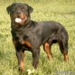 Rottweiler en version salvaje